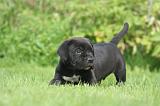 CANE CORSO 1271